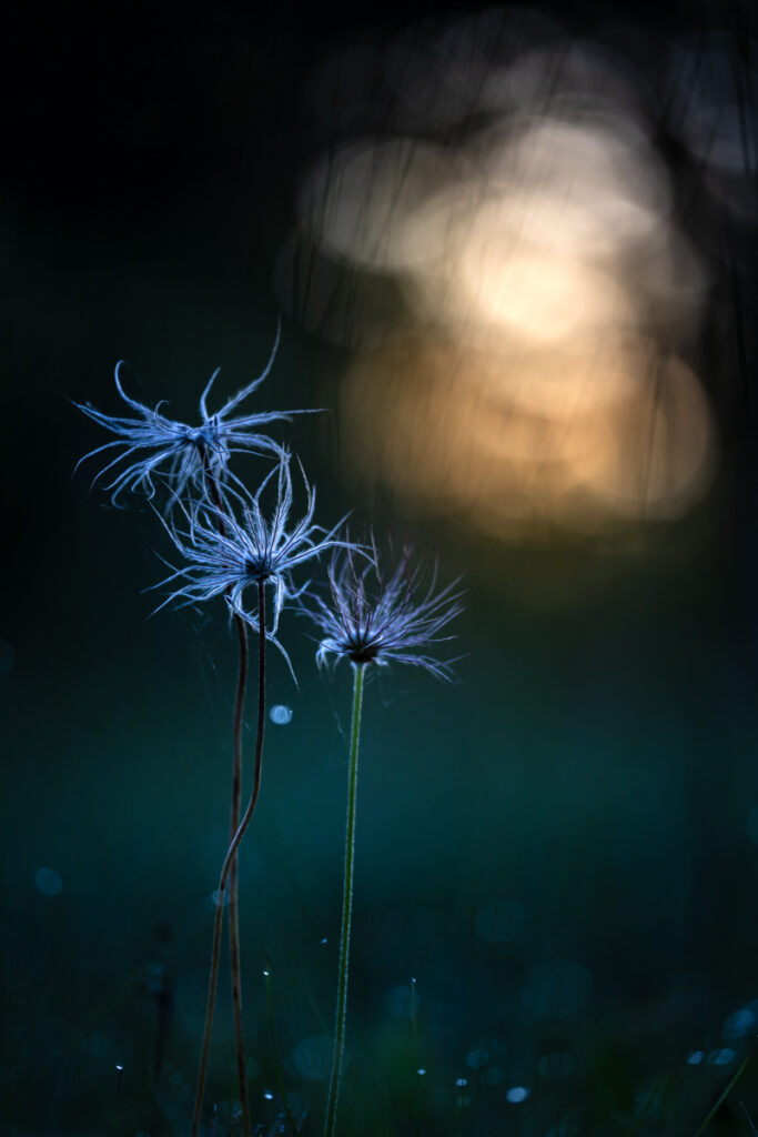 Samenstand der Küchenschelle